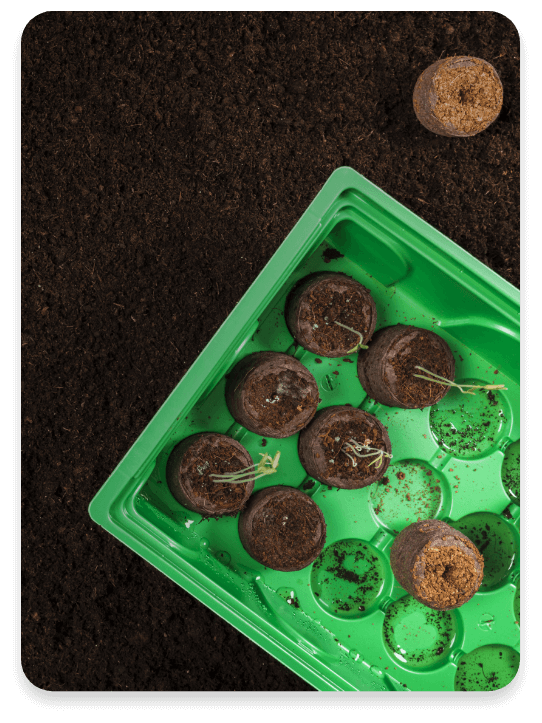 Camino del cafe mobile